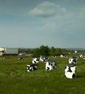 Cow Bins