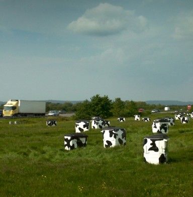 Cow Bins